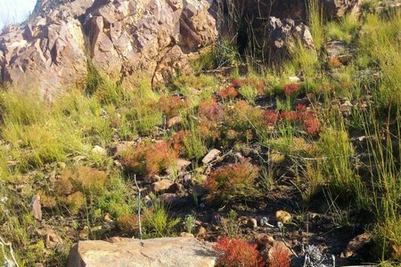 Fynbos Carpet - Villiersdorp