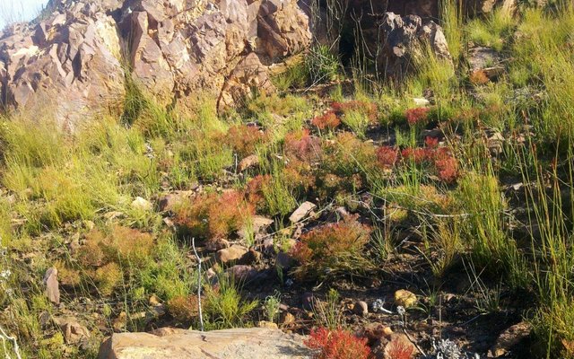 Fynbos Carpet - Villiersdorp