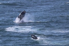 5 Reasons to visit Gansbaai in the Winter