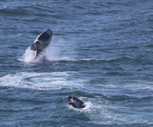 5 Reasons to visit Gansbaai in the Winter