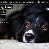 Looking at a animal...