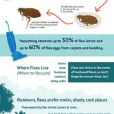 Got a flea problem? Here are some pointers. Also remember to visit your nearest vet or pet shop for some tick and flea control treatment.