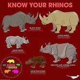 Know your Rino's