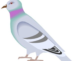 Gansbaai Posduifklub (23 July 2016)