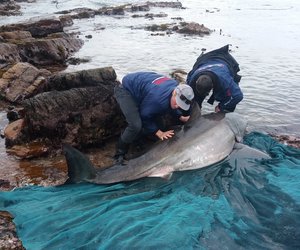 Deceased white shark at Danger Point 7 August 2016