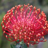 Our Magnificent Fynbos