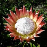 Our Beautiful Betty's Bay