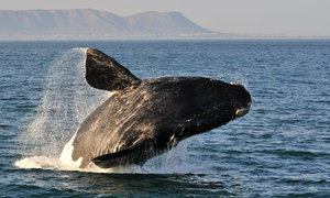 Hermanus Whale Festival 2015