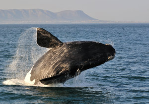 Hermanus Whale Festival 2015