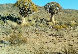 Al die bome sal weet