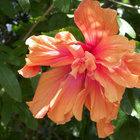 Colorful Garden @ Swellendam Country Lodge