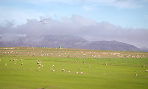 Put a Spring in your step in Caledon