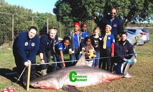 Male shark dissected for research