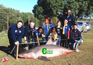 Male shark dissected for research