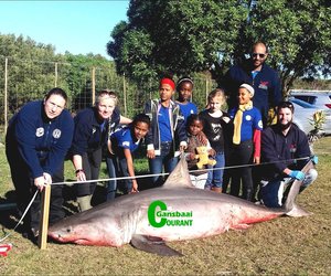 Male shark dissected for research