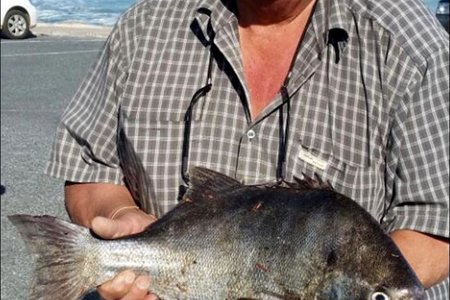  â€˜n Galjoen van 4,1kg het Freddie Booysen van Franskraal verlede week behoorlik laat sweet toe hy die mooi vis vanaf die rotse gehaak het. Freddie het alleen gaan visvang, want dit is wat die afgetrede sakeman deesdae doen, toe hy voel hy het â€˜n knewel aan die lyn. Hy het â€˜n vriend gebel, wat nie kon kom help nie.  NÃ¡  â€˜n oproep na sy vrou, Truda was hulp oppad.  Sy moes egter eers die gaffel in die hande kry wat hoog in die motorhuis gepak was.  Met â€˜n gesukkel oor die rotse het Truda uiteindelik by die vis uitgekom en hom sommer met haar hande gegryp â€“ gaffel eenkant. Freddie is baie trots op hierdie pragtige vangs. Die feit dat hy baie onlangs â€˜n knie-operasie ondergaan het en glad nie op die rotse hoort nie, is ongedaan gemaak met hierdie bielie van â€˜n galjoen.