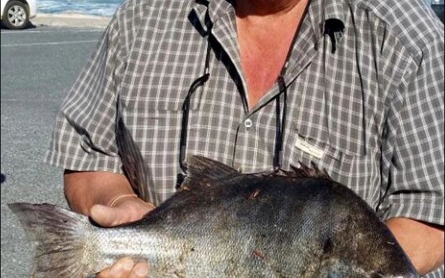  â€˜n Galjoen van 4,1kg het Freddie Booysen van Franskraal verlede week behoorlik laat sweet toe hy die mooi vis vanaf die rotse gehaak het. Freddie het alleen gaan visvang, want dit is wat die afgetrede sakeman deesdae doen, toe hy voel hy het â€˜n knewel aan die lyn. Hy het â€˜n vriend gebel, wat nie kon kom help nie.  NÃ¡  â€˜n oproep na sy vrou, Truda was hulp oppad.  Sy moes egter eers die gaffel in die hande kry wat hoog in die motorhuis gepak was.  Met â€˜n gesukkel oor die rotse het Truda uiteindelik by die vis uitgekom en hom sommer met haar hande gegryp â€“ gaffel eenkant. Freddie is baie trots op hierdie pragtige vangs. Die feit dat hy baie onlangs â€˜n knie-operasie ondergaan het en glad nie op die rotse hoort nie, is ongedaan gemaak met hierdie bielie van â€˜n galjoen.