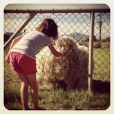 Petting Farm Animals