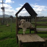 Meet Sweet Pea and Harriett