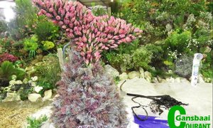 Verruklike Fynbosskou verras besoekers