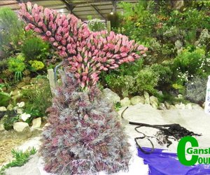 Verruklike Fynbosskou verras besoekers