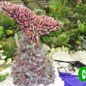 Gansbaai_Verruklike_Fynbosskou_verras_besoekers_1