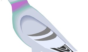 Gansbaai Posduifklub (3 Sep 2016)