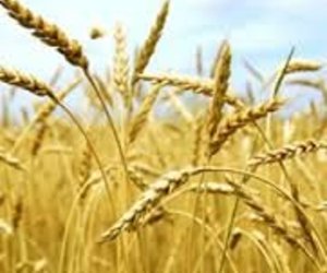 Die Here sien en die Here voorsien