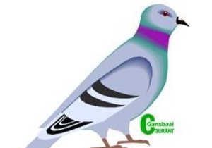 Duiwenuus (29 Sep 2016)