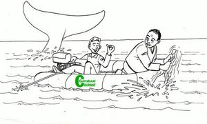 Hoe hanteer jy 'n haai