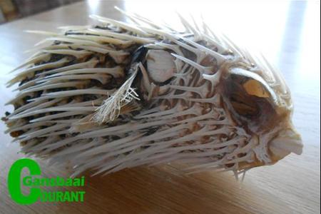 Gansbaai_Vreemde_seedier_by_Blousloep