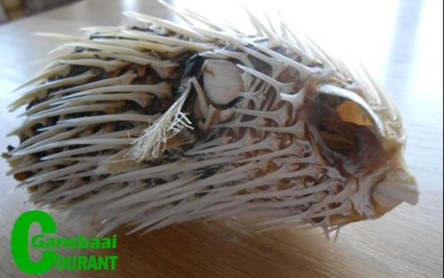 Gansbaai_Vreemde_seedier_by_Blousloep