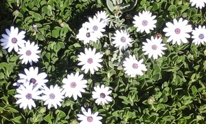 Jakob stoei met God by die Jabokrivier