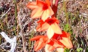 Die Skepping behoort aan die Here