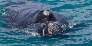 20161117_DC_Trip1_JScott_IMG_47_580x387