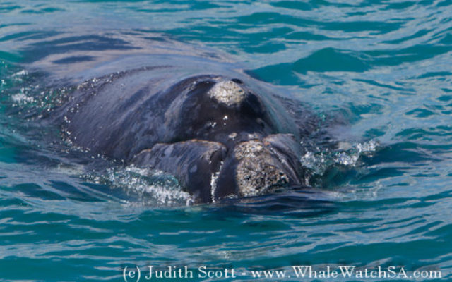 20161117_DC_Trip1_JScott_IMG_47_580x387