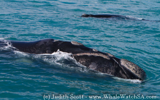 20161117_DC_Trip2_JScott_IMG_143_580x387