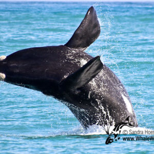 20161117_DC_Trip2_SHoerbst_IMG_130_580x387