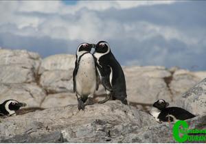 Growth in international tourism