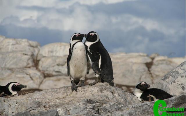 A typical scene near Gansbaai of two African Penguins, an endangered specie.