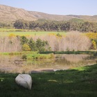 Botrivier - Swaynekloof Farm - Nearby Dam