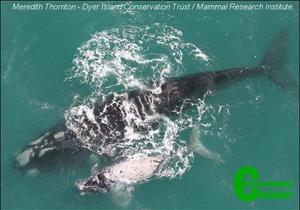 Whale annual aerial survey - We have a long way to go