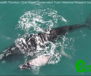 Whale annual aerial survey - We have a long way to go