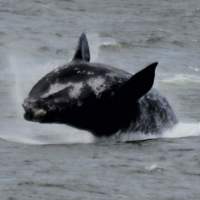 Whale watching at The Ark Pearly Beach 