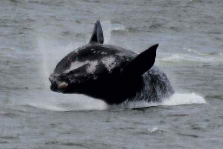 FB_IMG_1480002350374