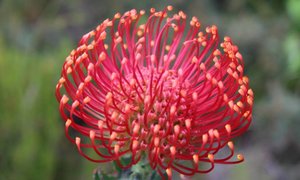 Bettyâ€™s Bay through the eyes of Locals