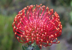 Bettyâ€™s Bay through the eyes of Locals