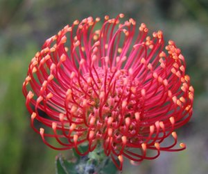 Bettyâ€™s Bay through the eyes of Locals