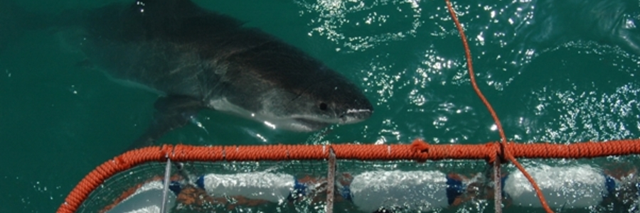 Some frisky sharks at Shark Diving Unlimited