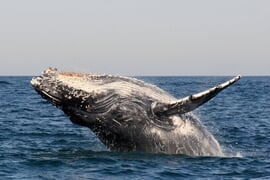 5 Animals you might meet in Gansbaai